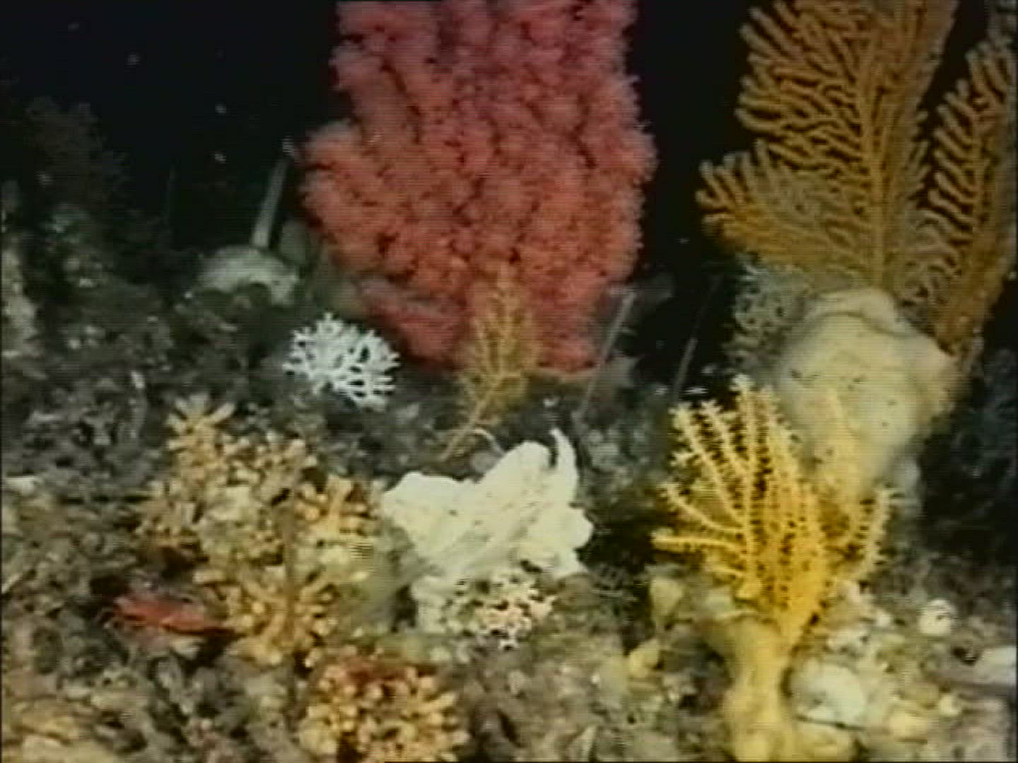 322415605 / Cnidarian / Underwater Shot
