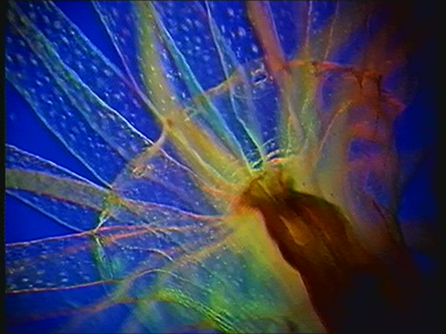 337799318 / Cnidarian / Underwater Shot