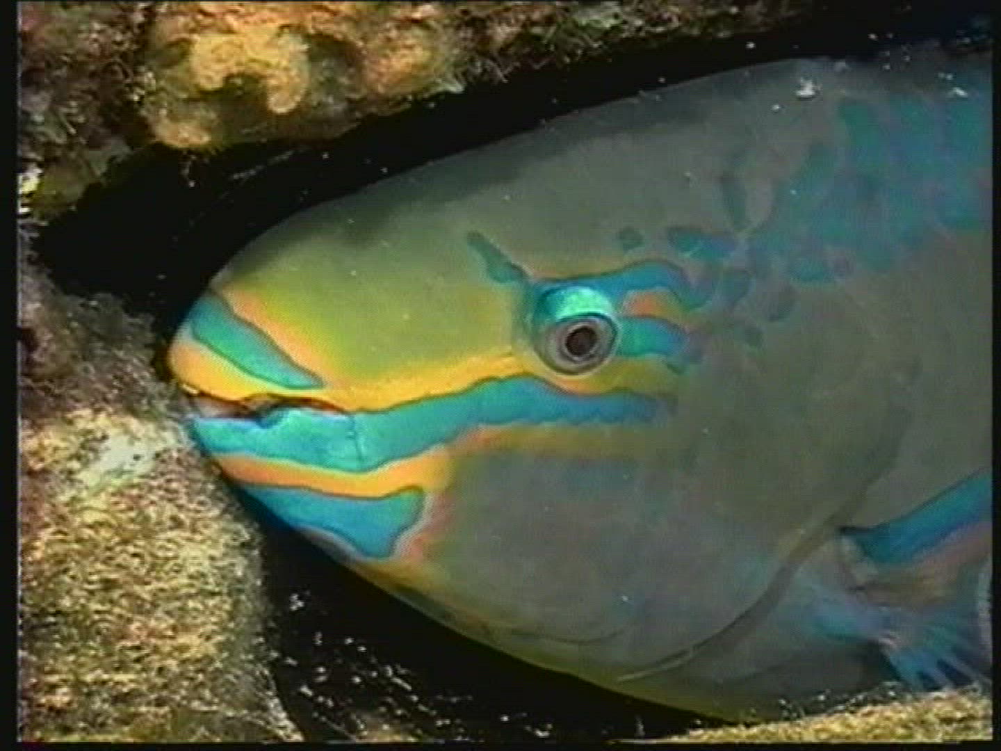 196142674 / Fish / Australia