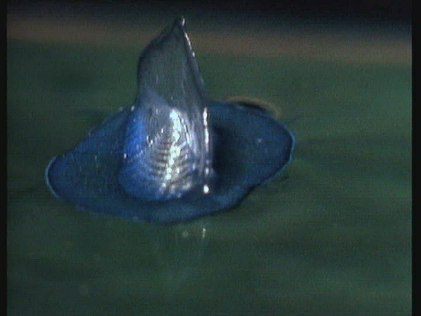 120347333 / Cnidarian / Underwater Shot