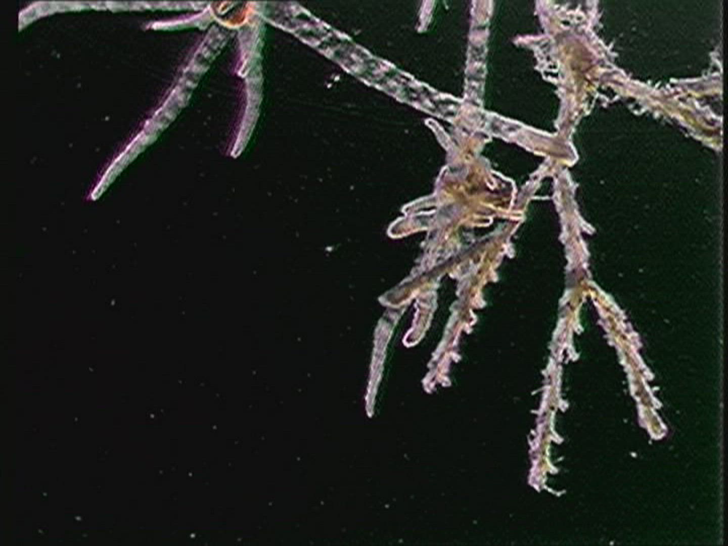 624537408 / Macro / Underwater Shot