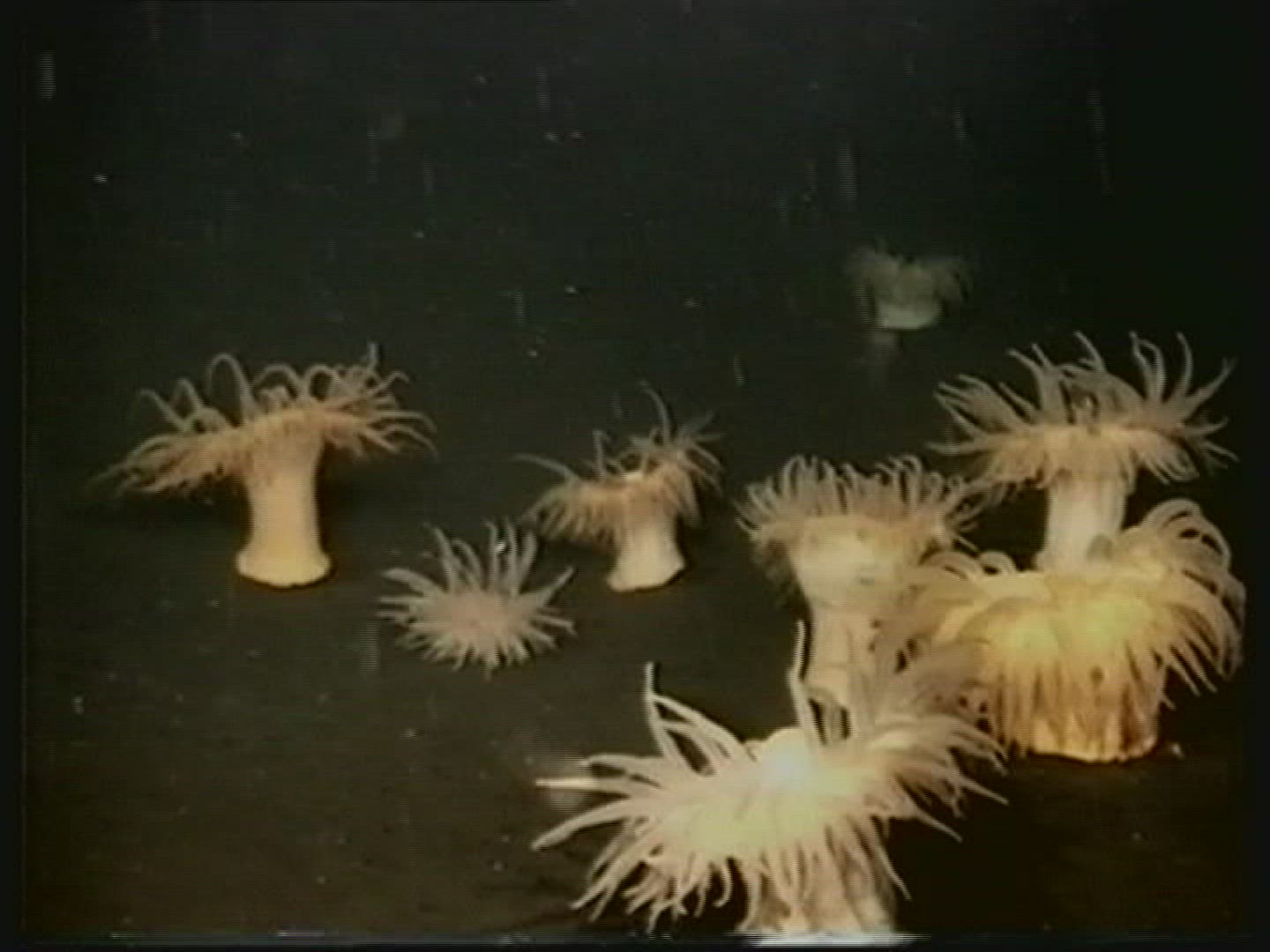 331006054 / Cnidarian / Underwater Shot