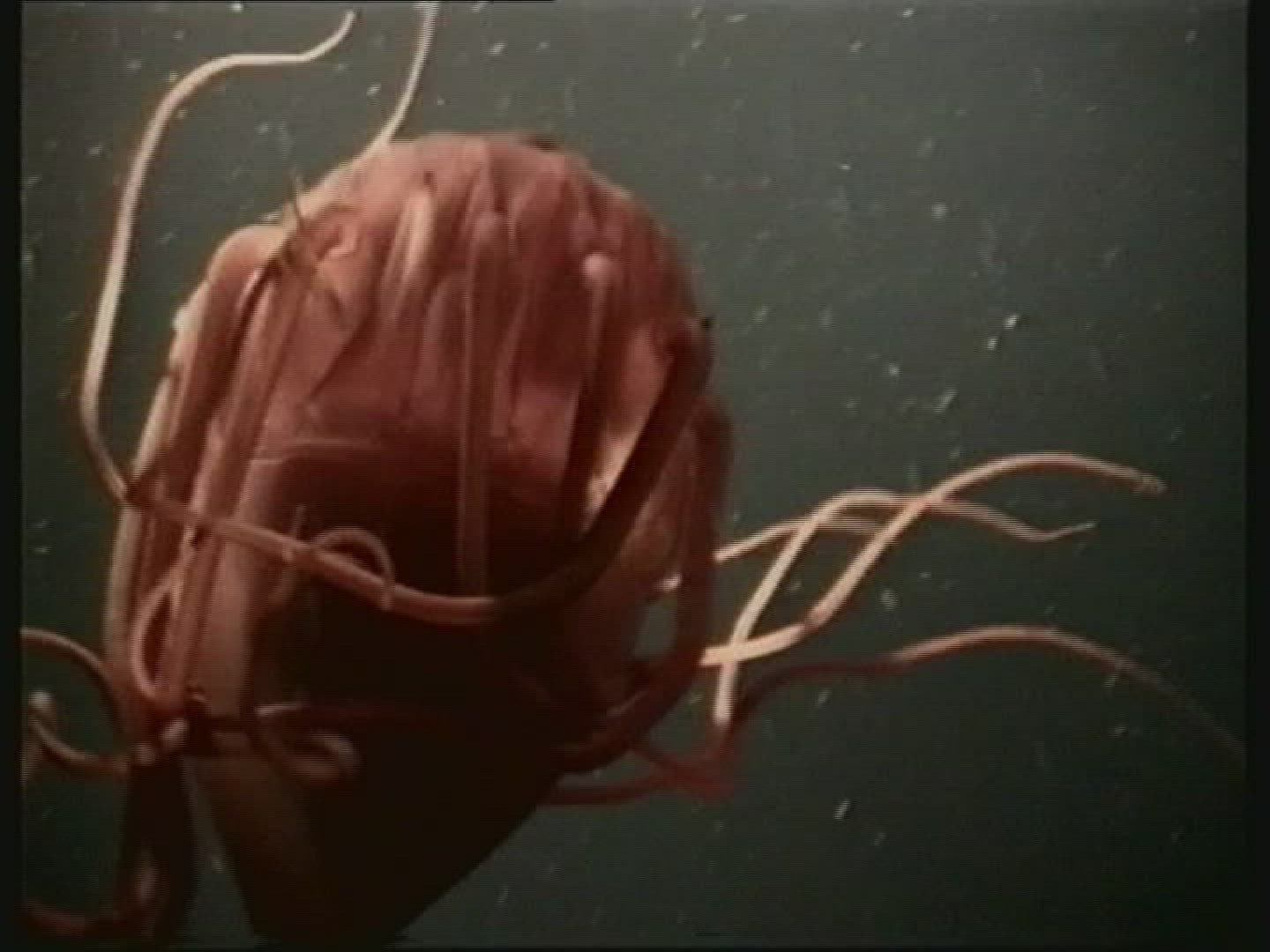 983690854 / Cnidarian / Underwater Shot