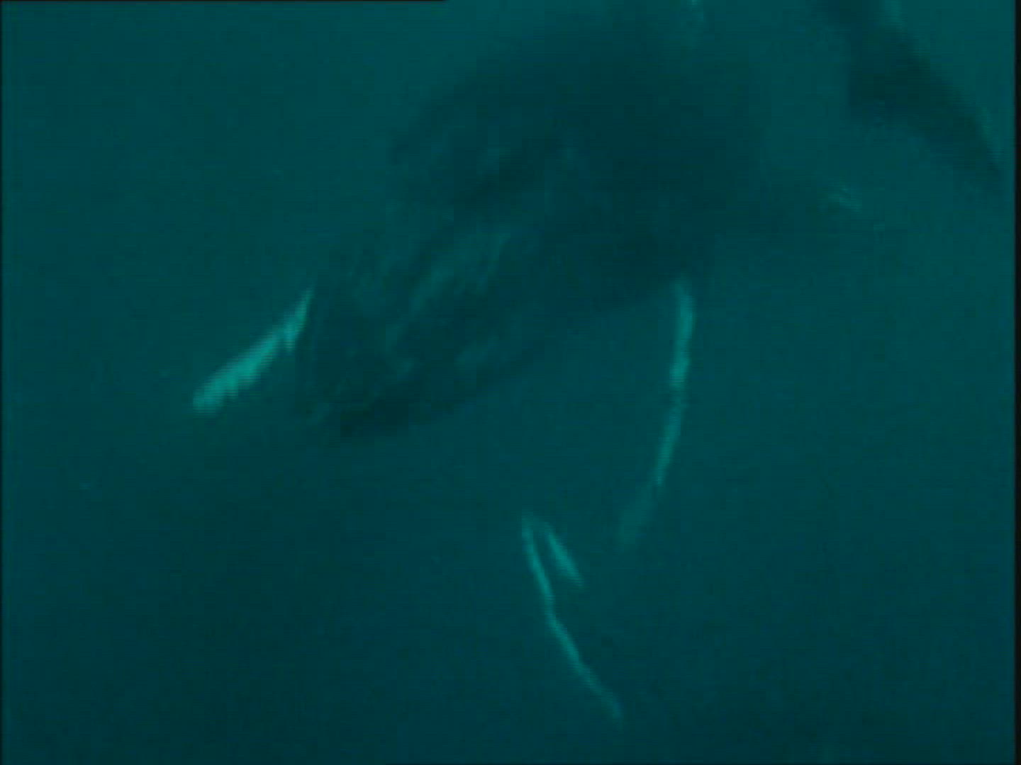 826985318 / Humpback Whale / Underwater Shot