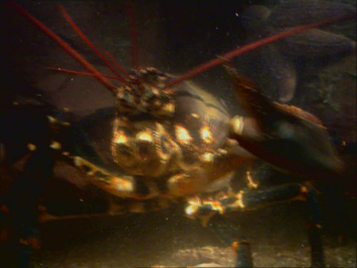 859668433 / Lobster / Atlantic Ocean