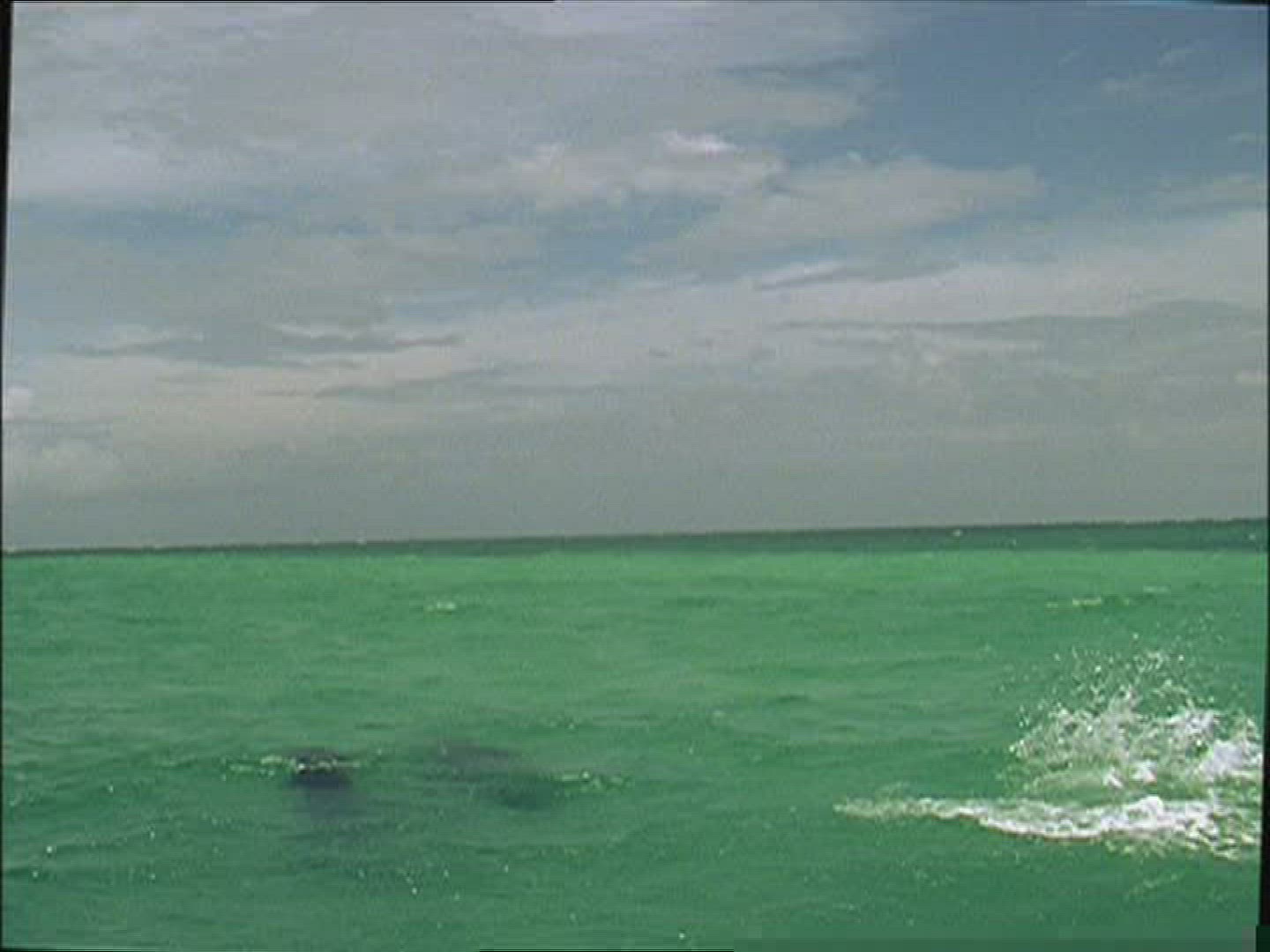 385645689 / Dolphin / Animal Training / The Bahamas