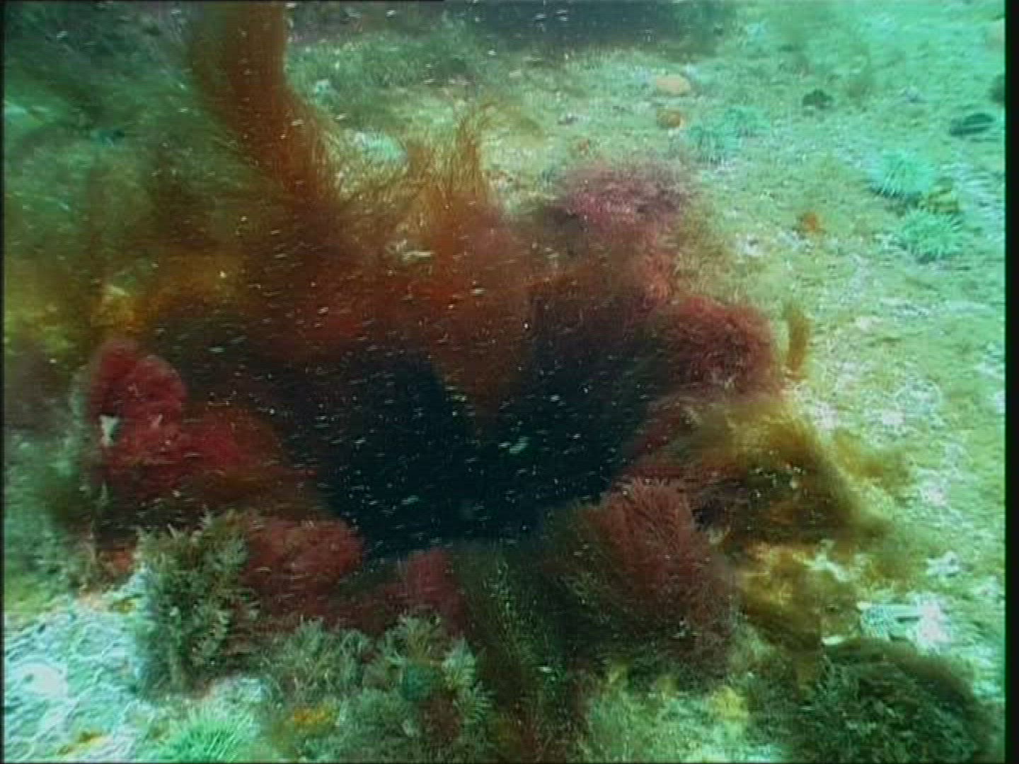 110859994 / Plant / Atlantic Ocean