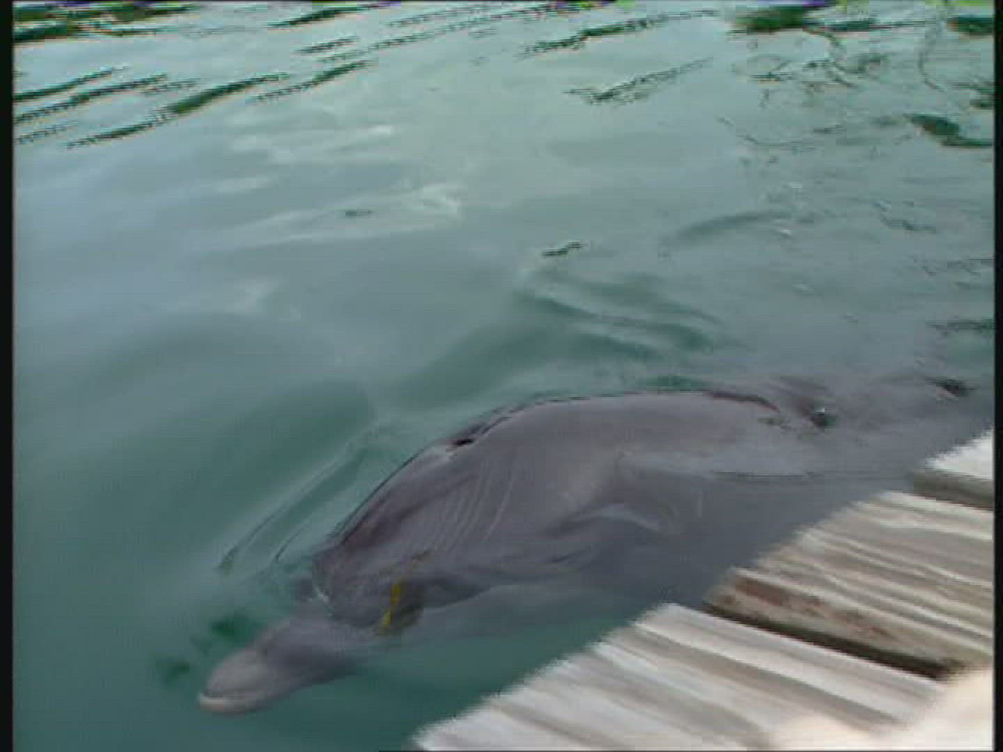 201071543 / Dolphin Station / The Bahamas