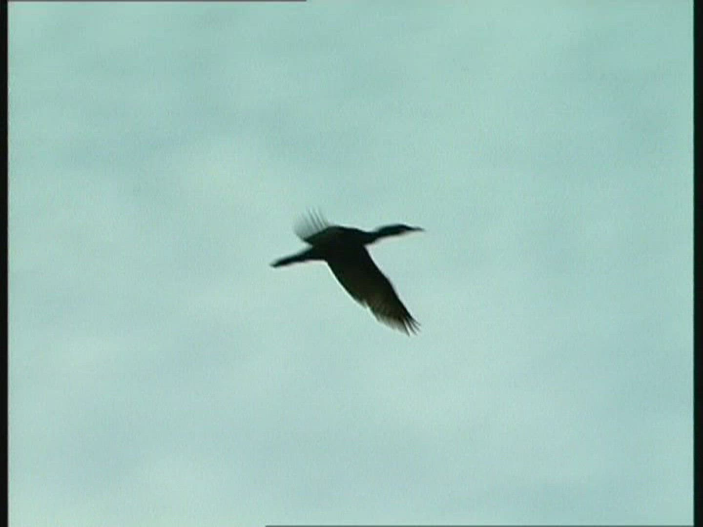 631968032 / Cormorant / Janvrin Island / Canada
