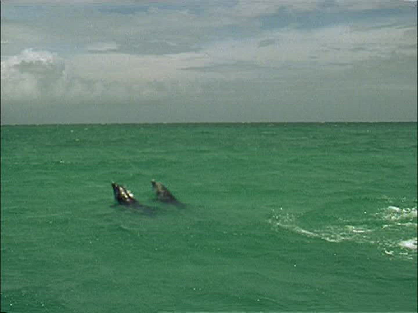 943670438 / Dolphin / Animal Training / The Bahamas