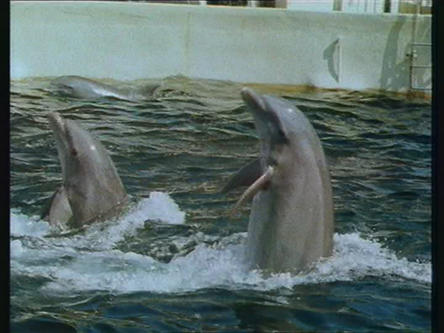 593483297 / Dolphin / Dolphinarium / The Bahamas
