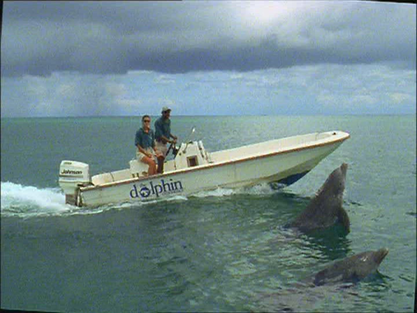 902712278 / Dolphin / Animal Training / The Bahamas