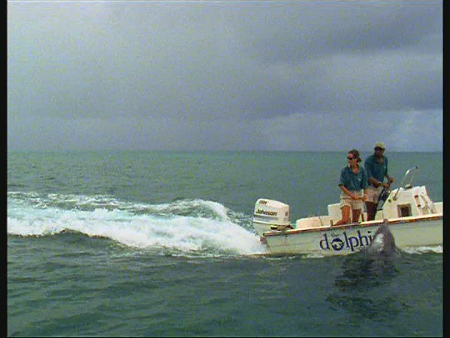 844223233 / Dolphin / Animal Training / The Bahamas