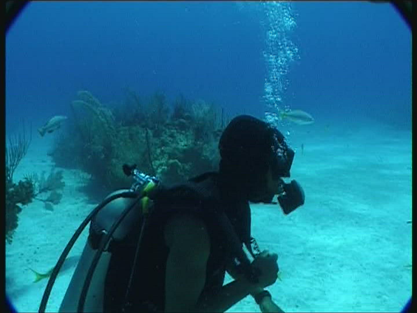 490238556 / Dolphin / Animal Training / Underwater Shot / The Bahamas