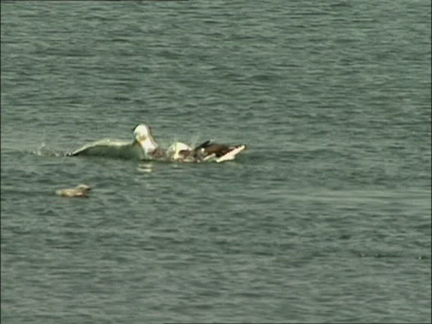 929181347 / Great Black-backed Gull / Canada