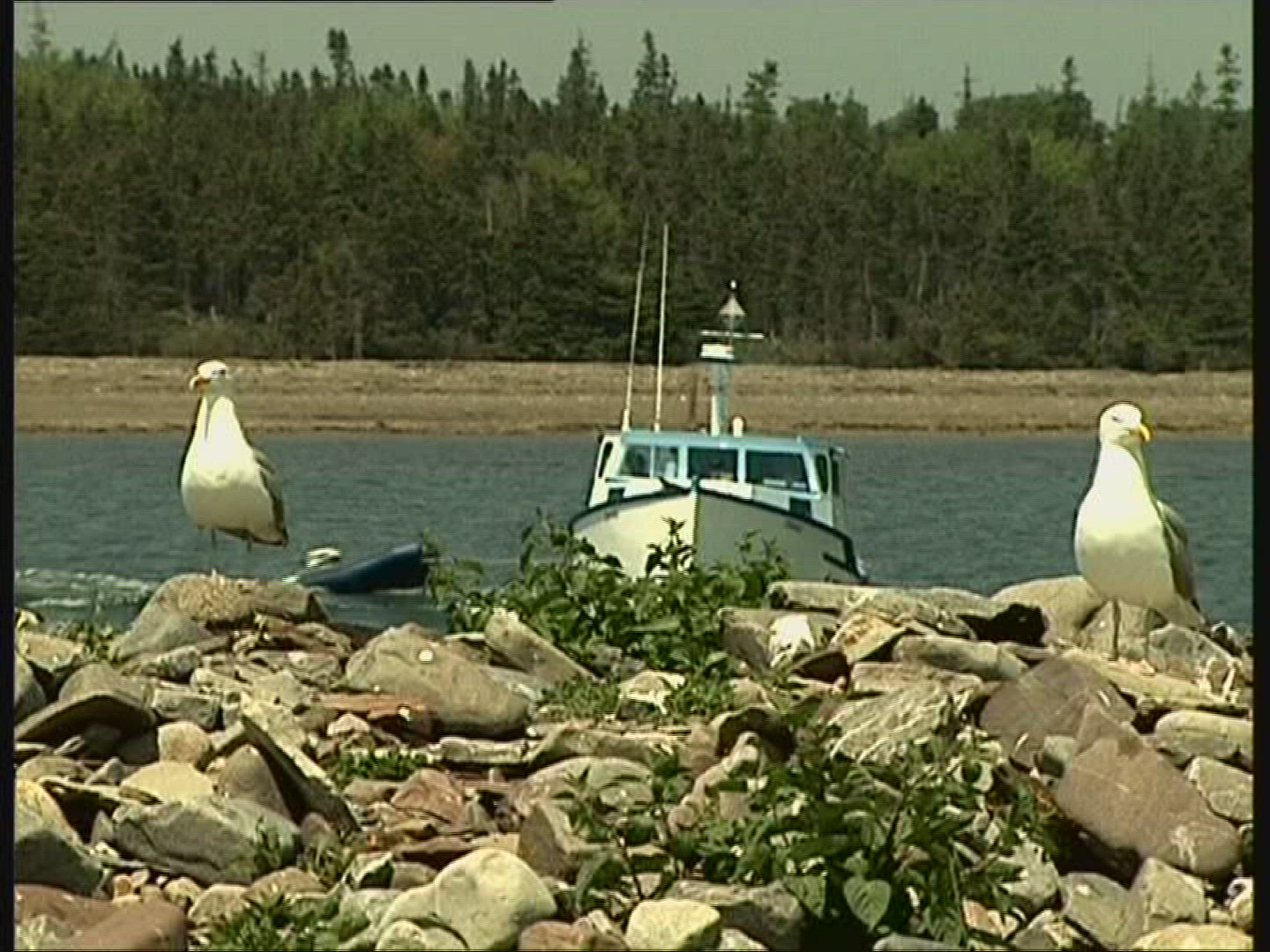 899158415 / Great Black-backed Gull / Canada