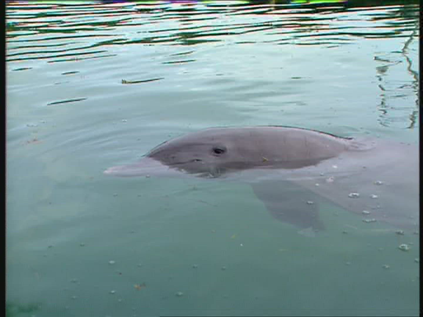 916494513 / Dolphin Station / The Bahamas