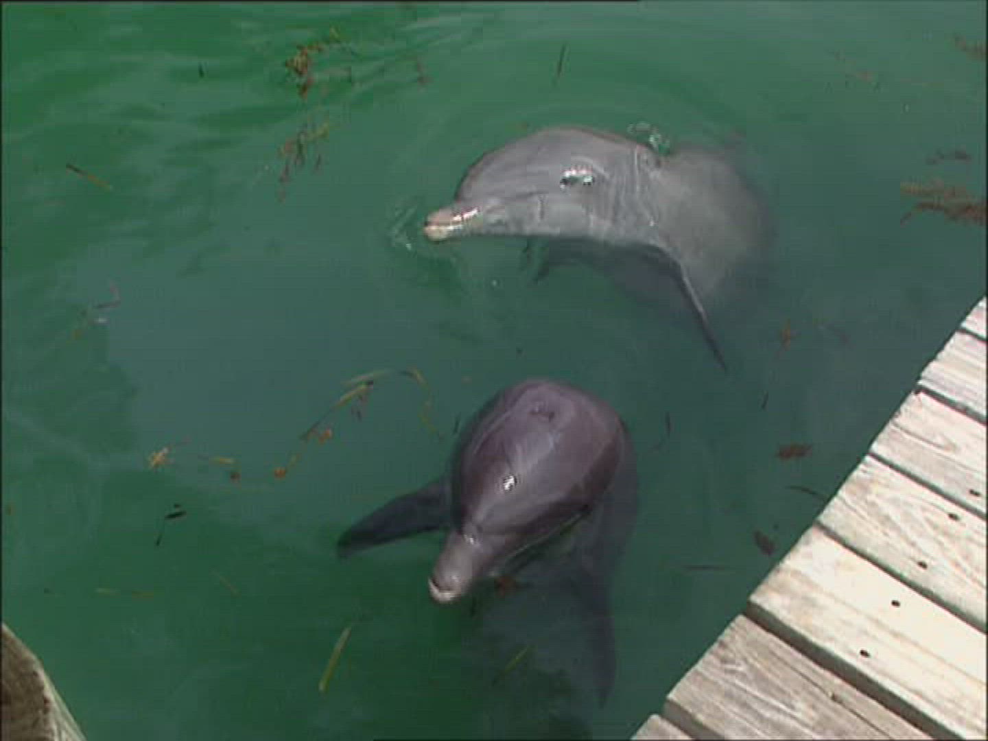 942476166 / Dolphin Station / The Bahamas