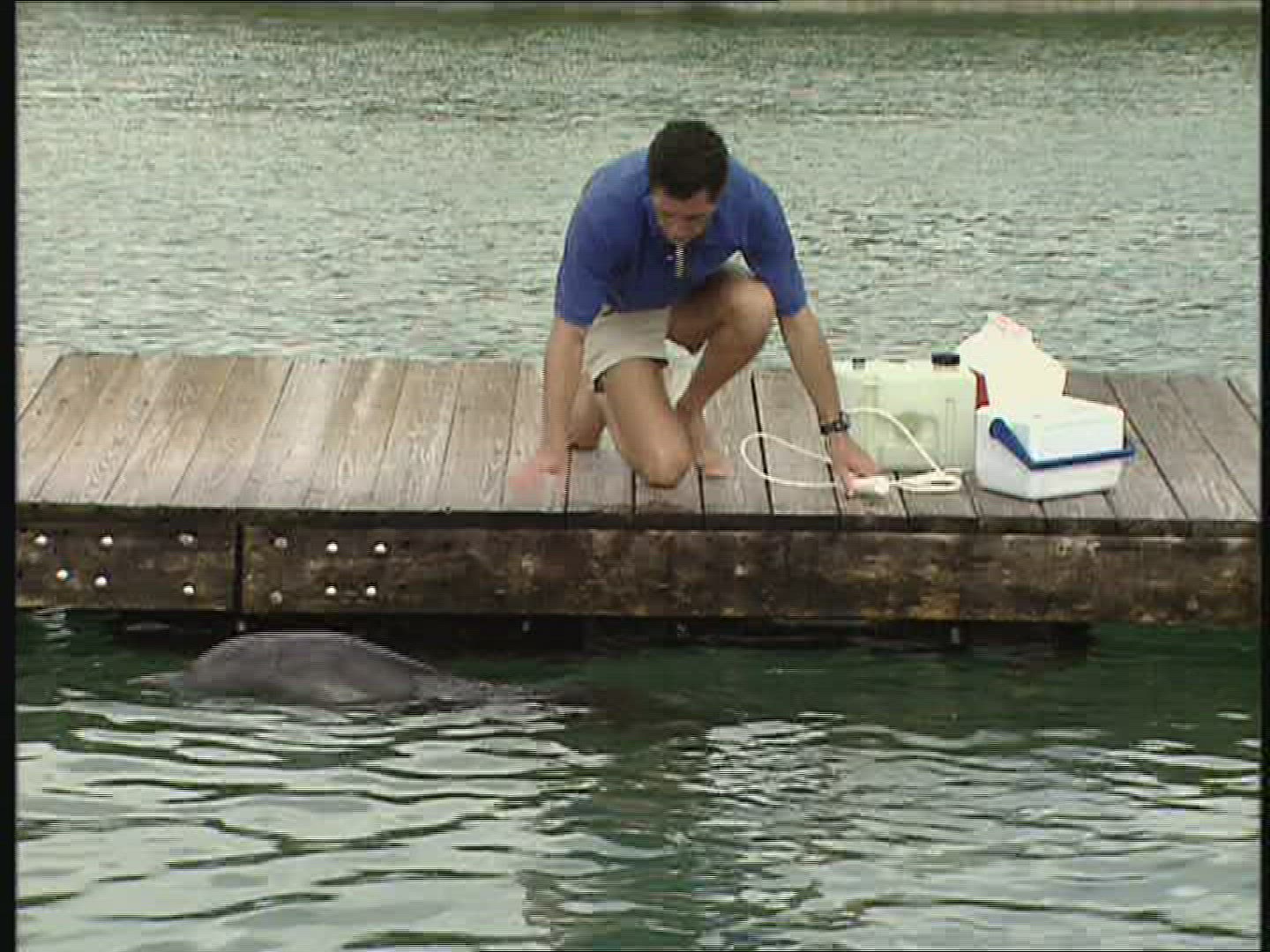 645776646 / Dolphin Station / The Bahamas