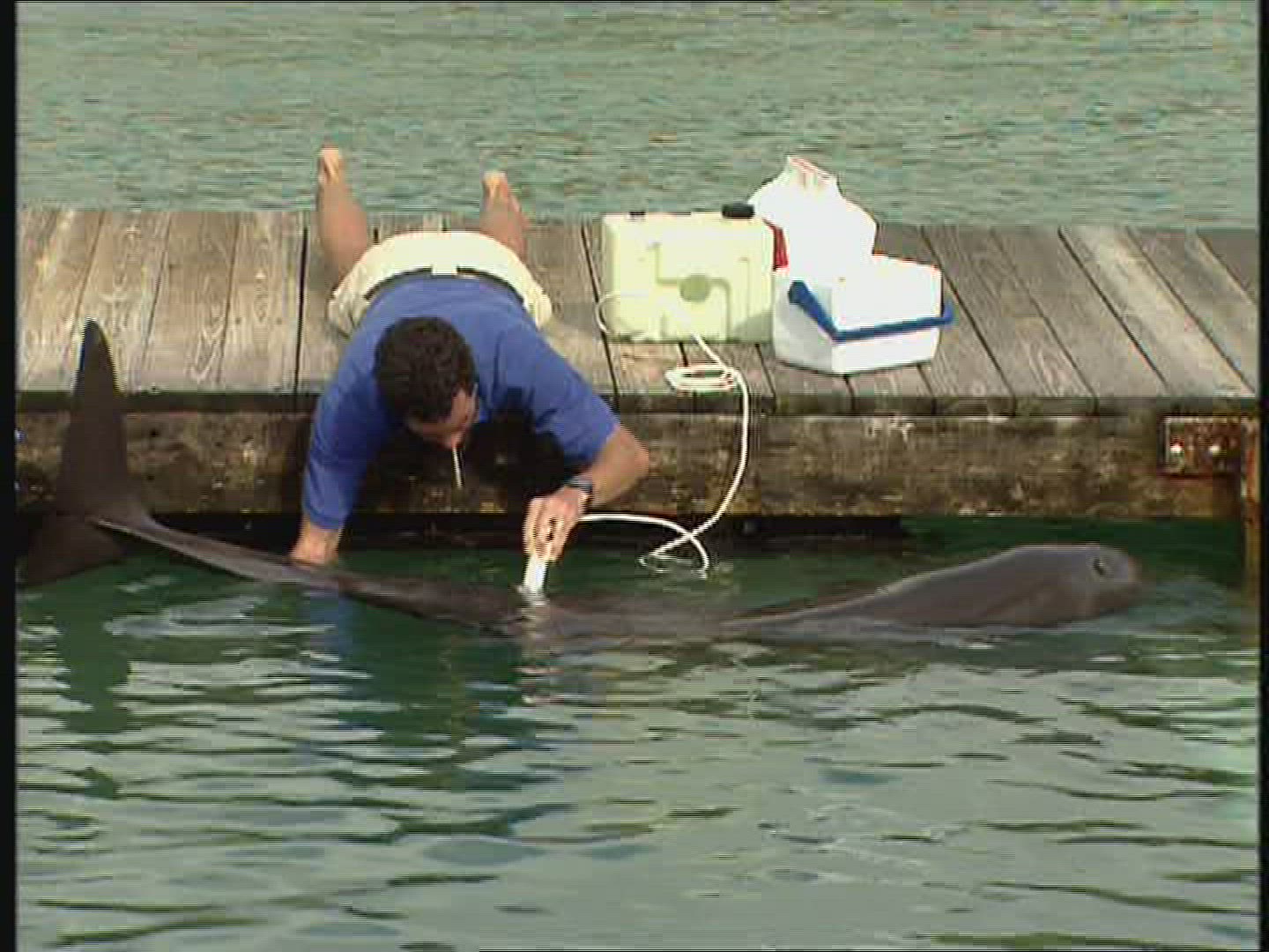 703616475 / Dolphin Station / The Bahamas