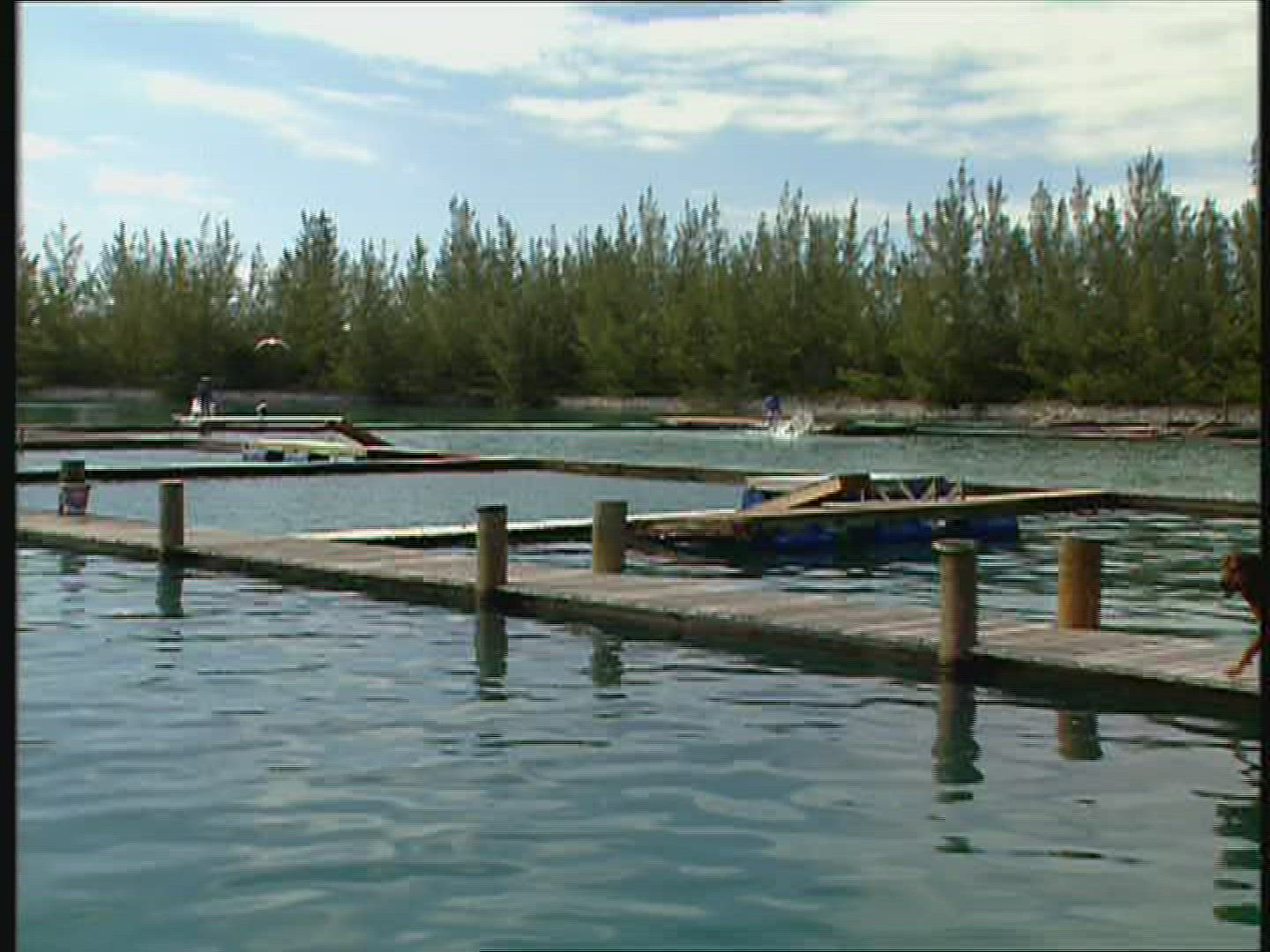 454413261 / Dolphin Station / The Bahamas