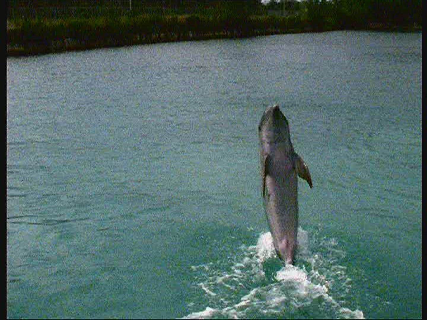 861817833 / Dolphin Station / The Bahamas