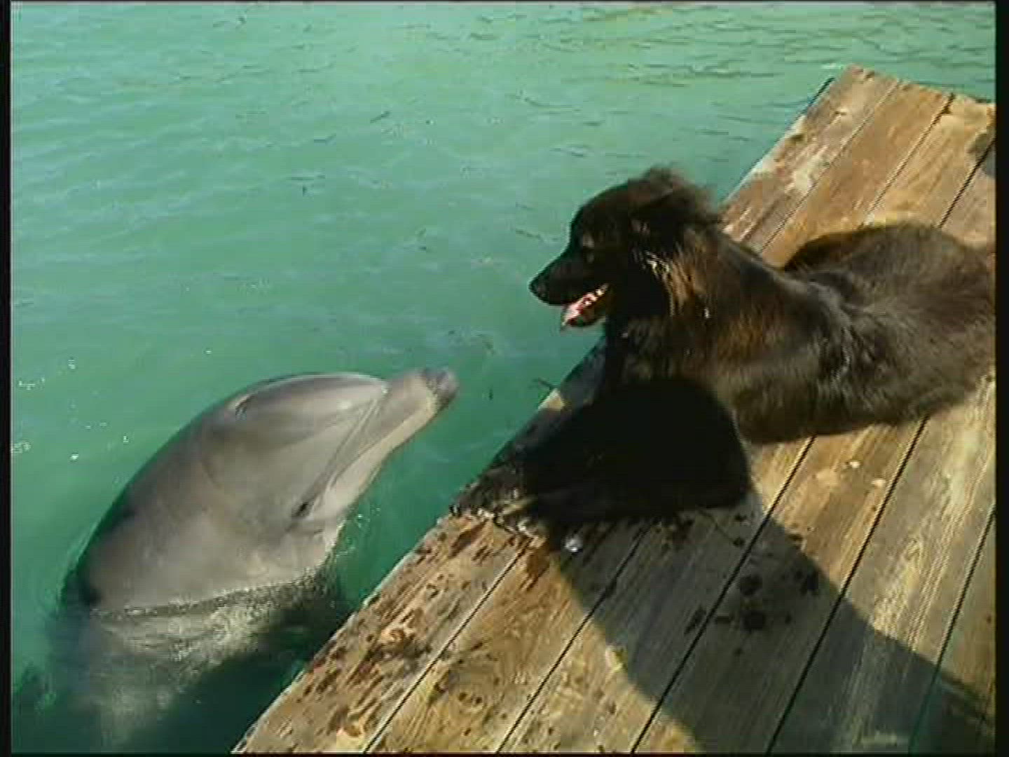 303652059 / Dolphin Station / The Bahamas