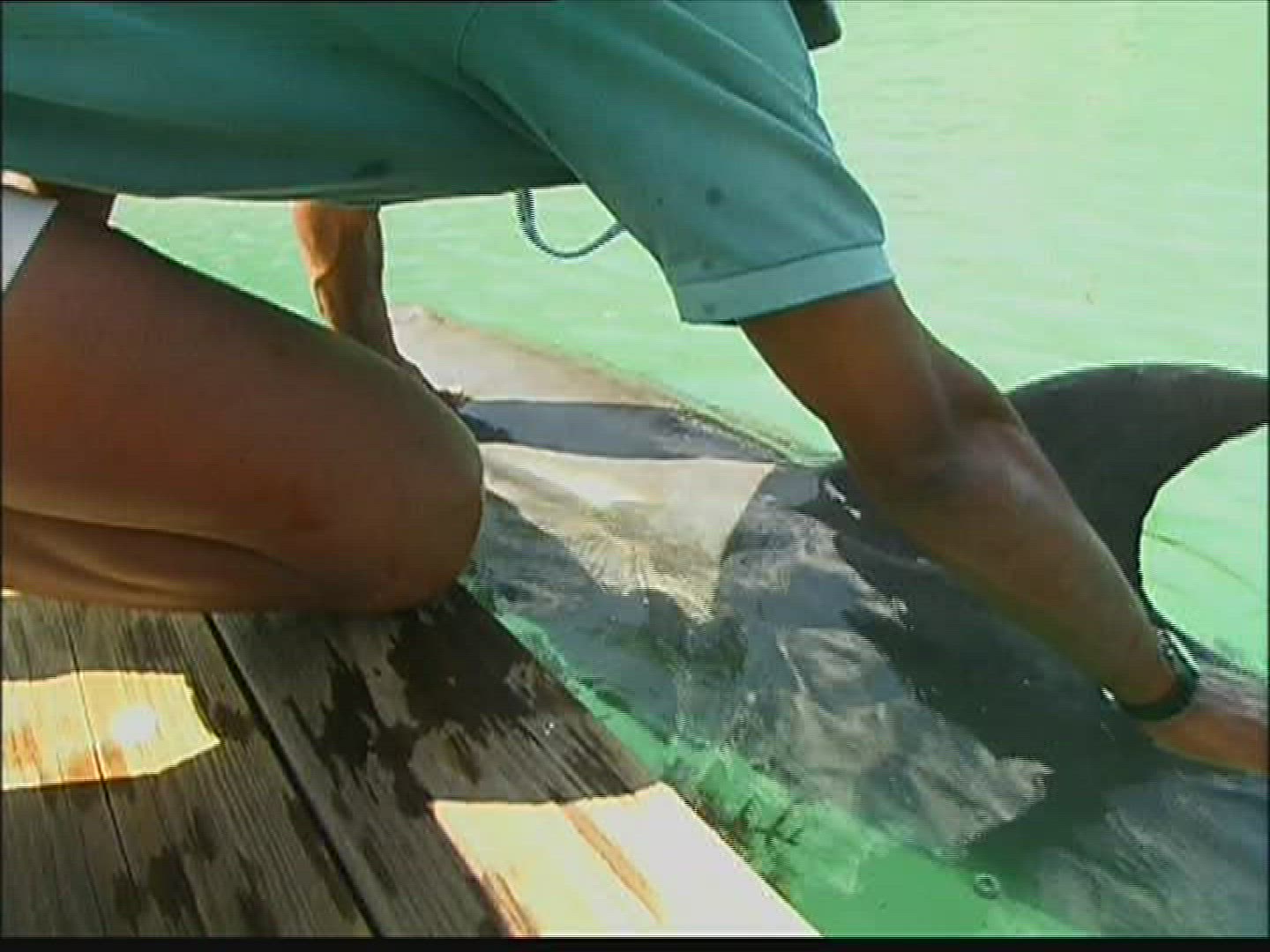 956595798 / Dolphin Station / The Bahamas
