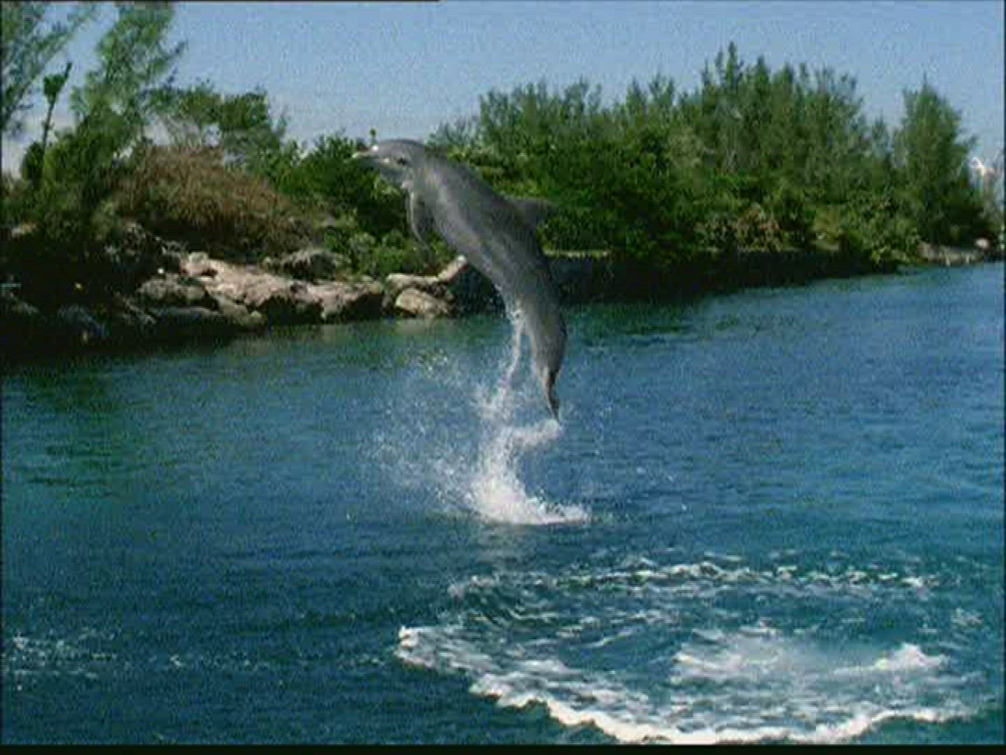 756872036 / Dolphin / Animal Training / The Bahamas