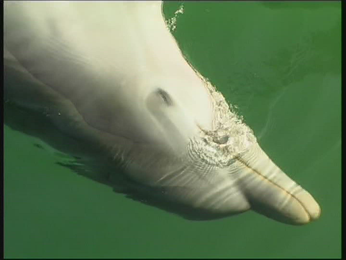 460169889 / Dolphin Station / The Bahamas