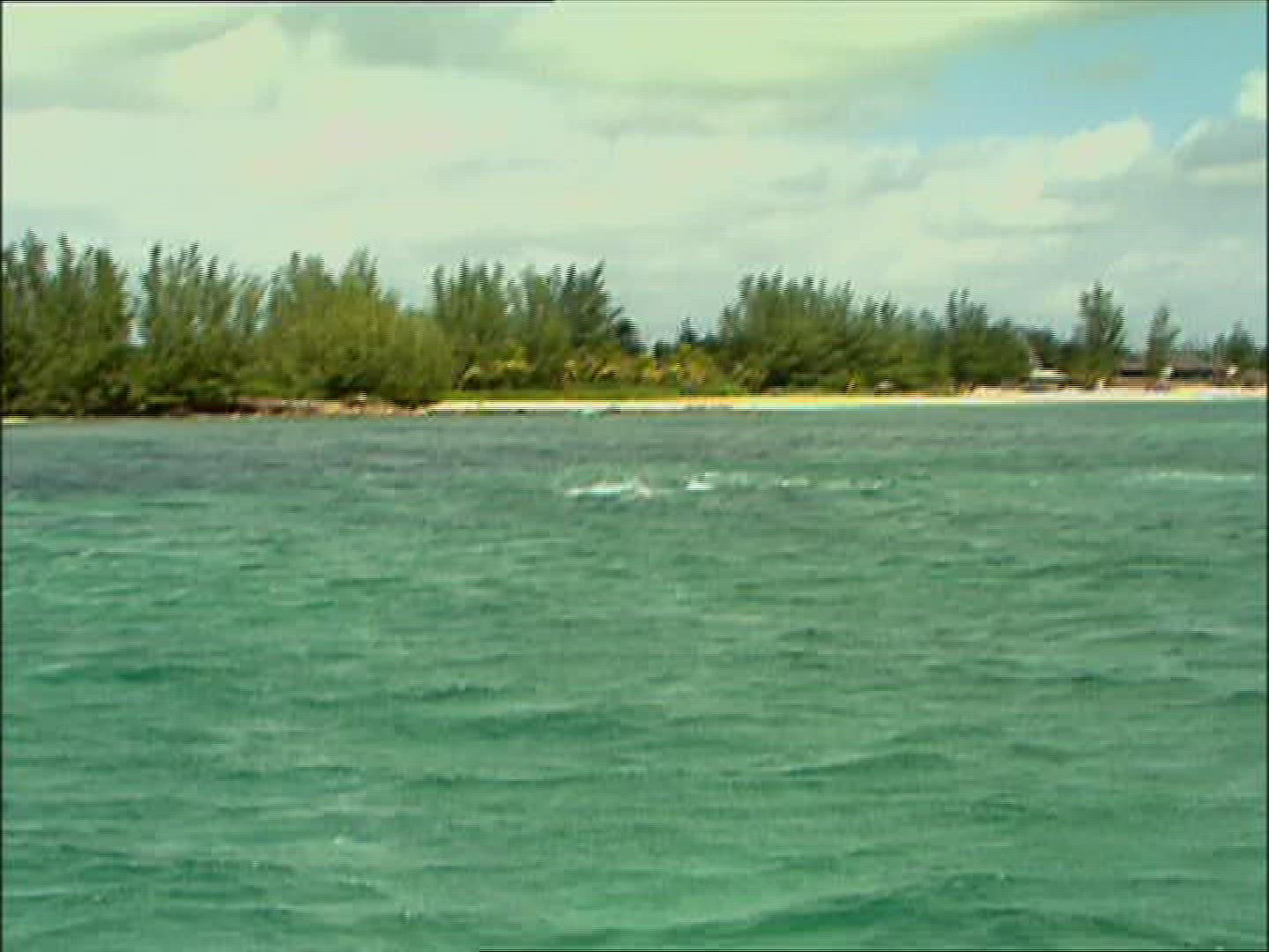 856322602 / Dolphin / Animal Training / The Bahamas