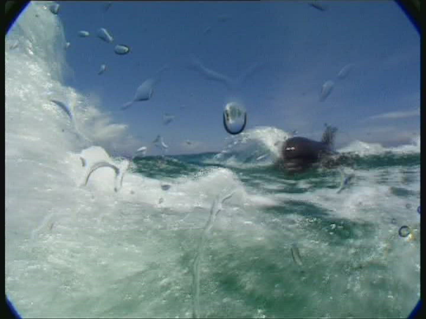 464769056 / Dolphin / Animal Training / The Bahamas