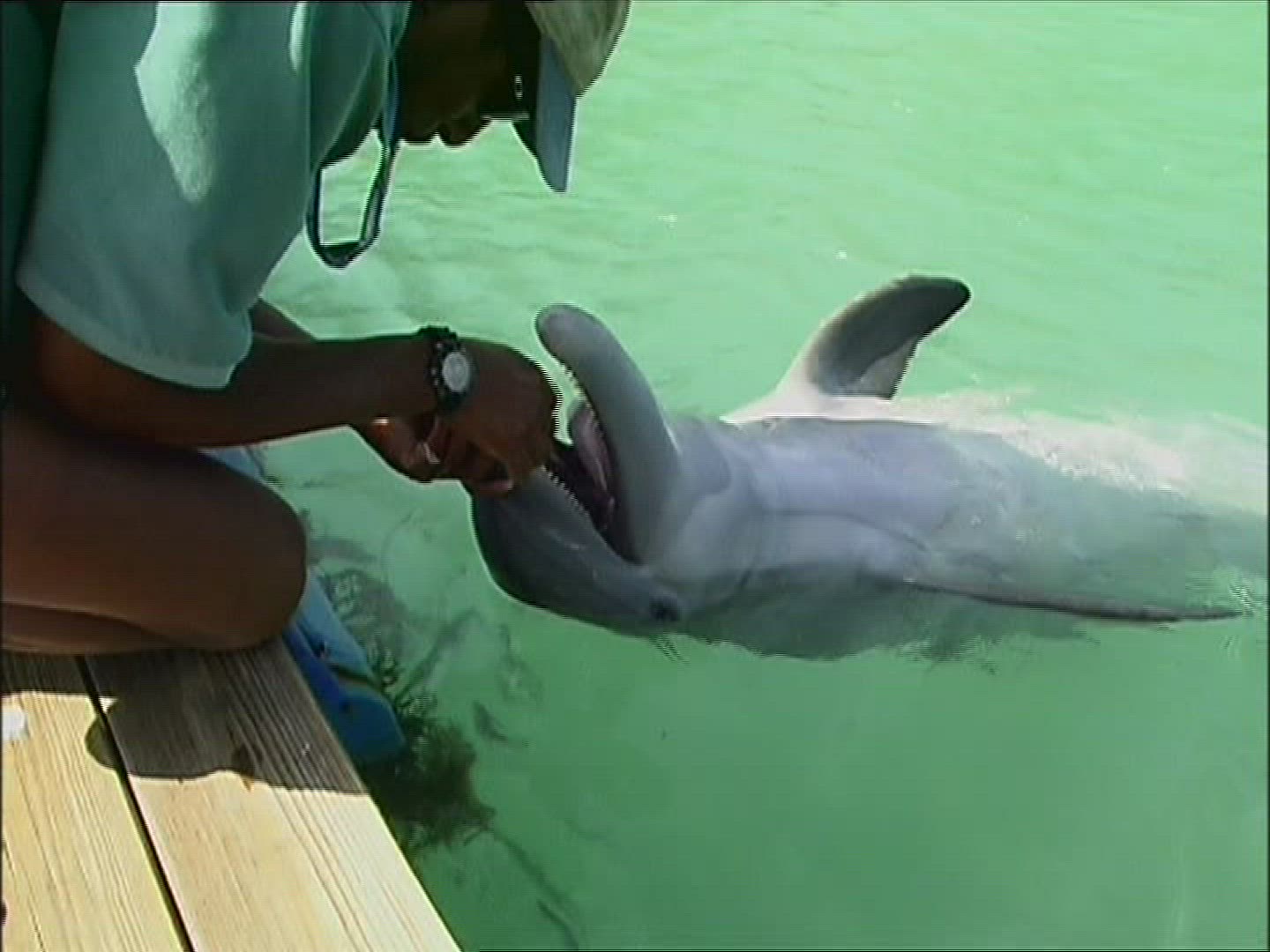 417874133 / Dolphin Station / The Bahamas