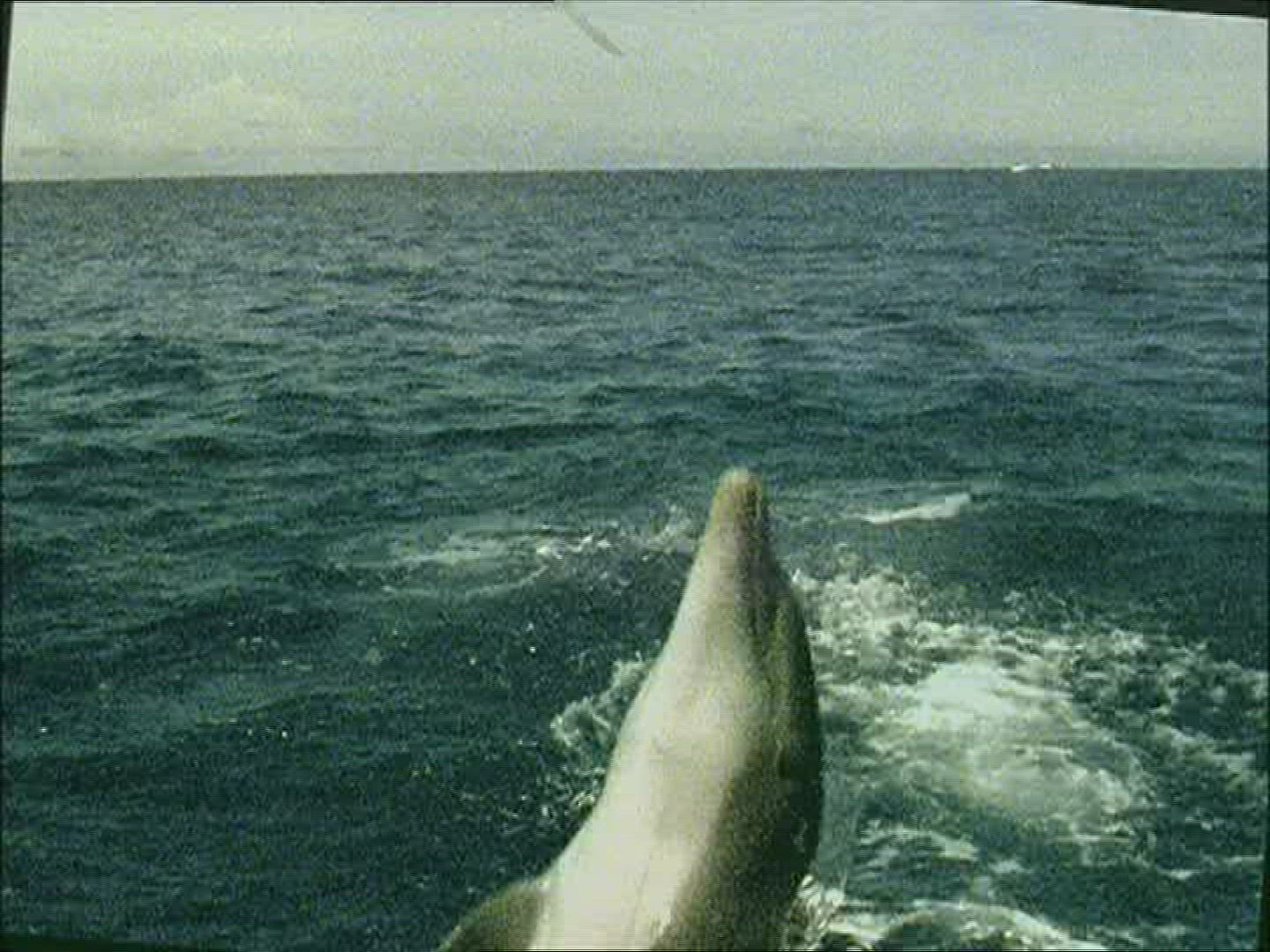 500984649 / Dolphin / Animal Training / The Bahamas