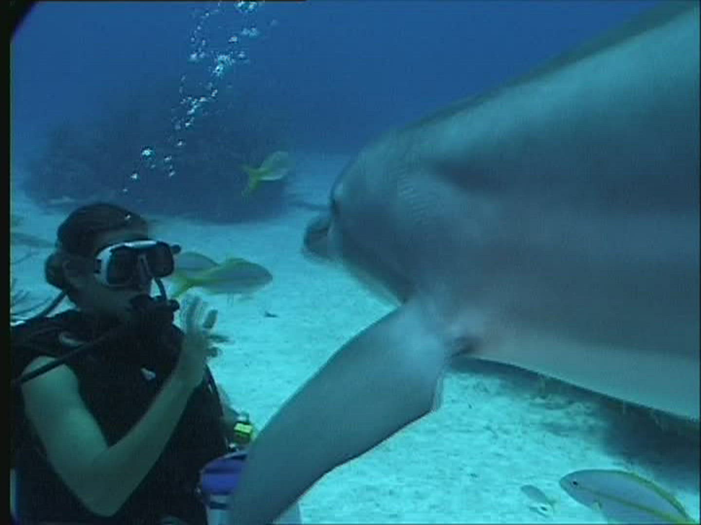 297612704 / Dolphin / Animal Training / Underwater Shot / The Bahamas