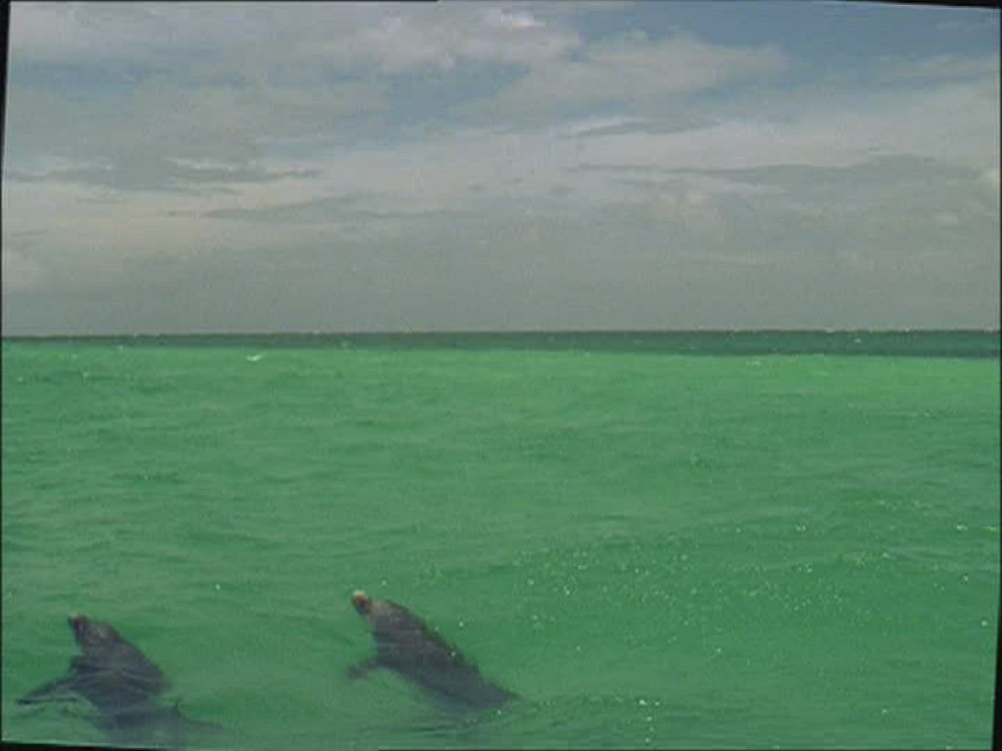 937545106 / Dolphin / Animal Training / The Bahamas