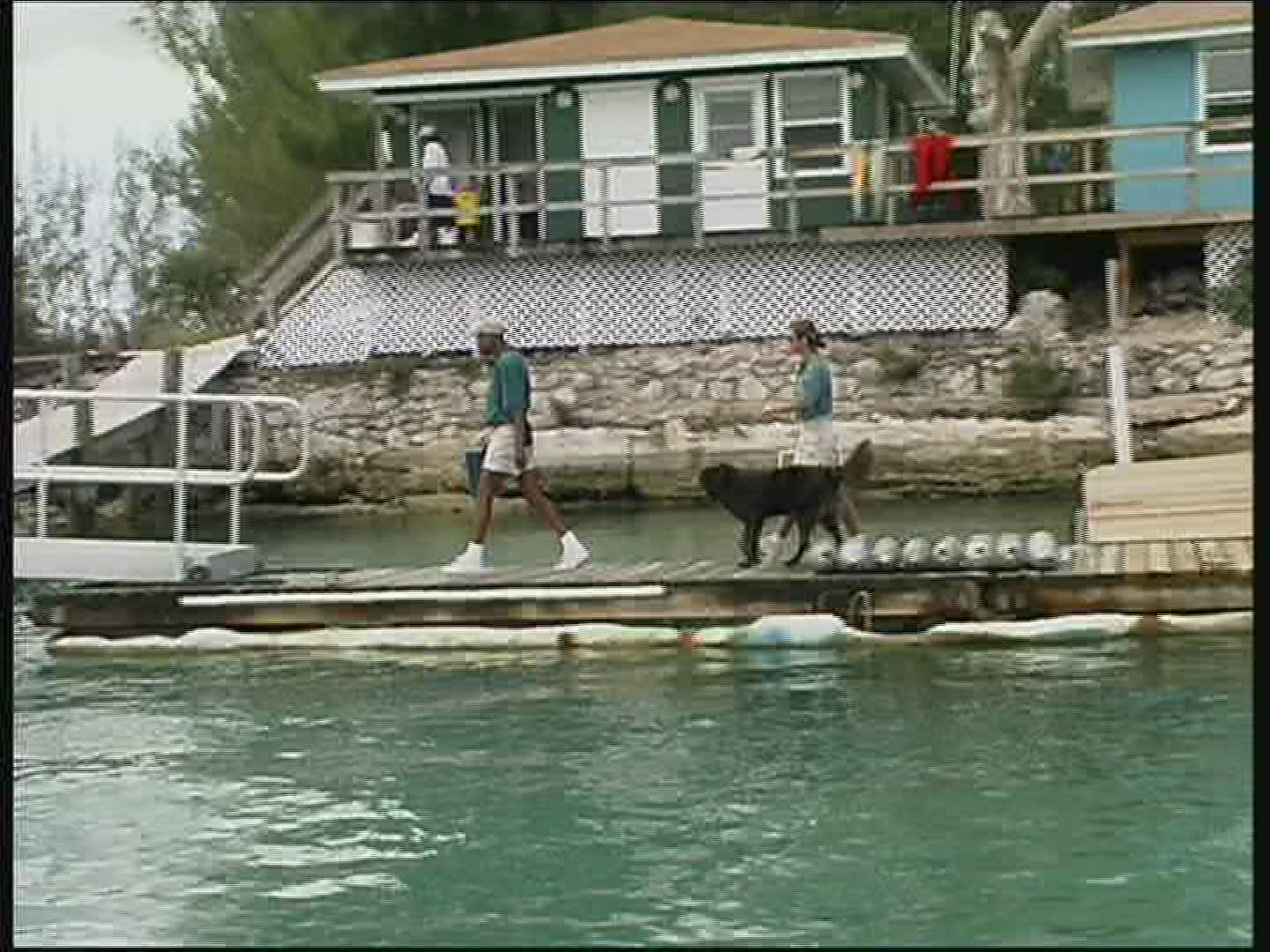 258448614 / Dolphin Station / The Bahamas