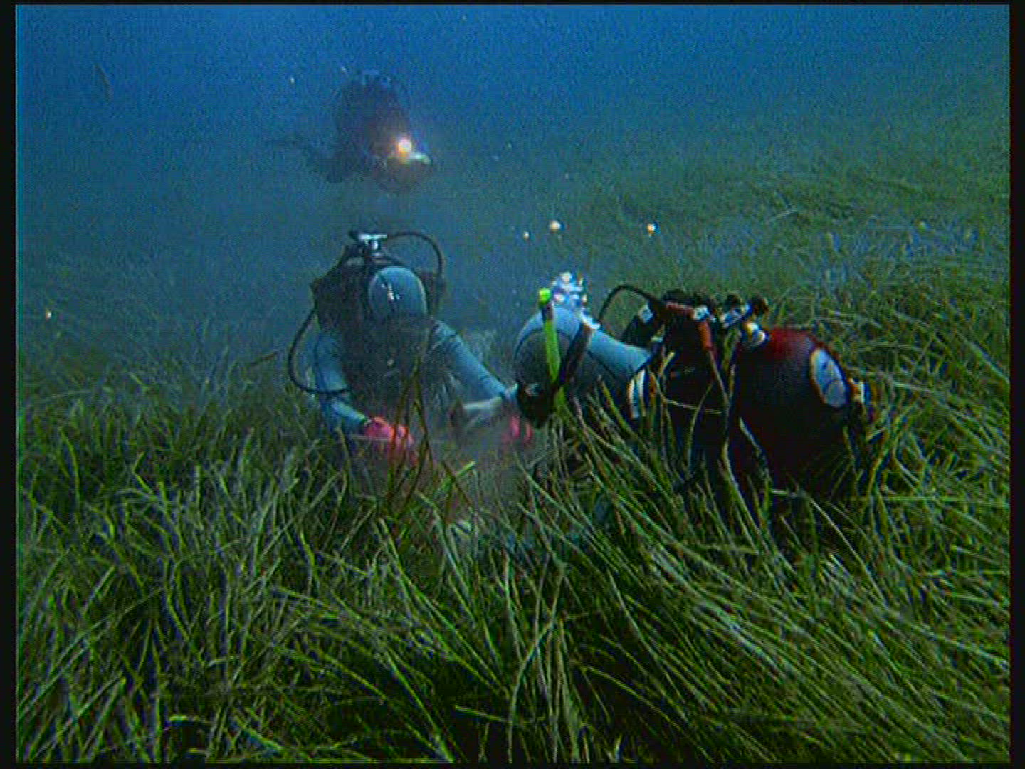 598872834 / Seagrass / Port-Cros / Mediterranean Sea