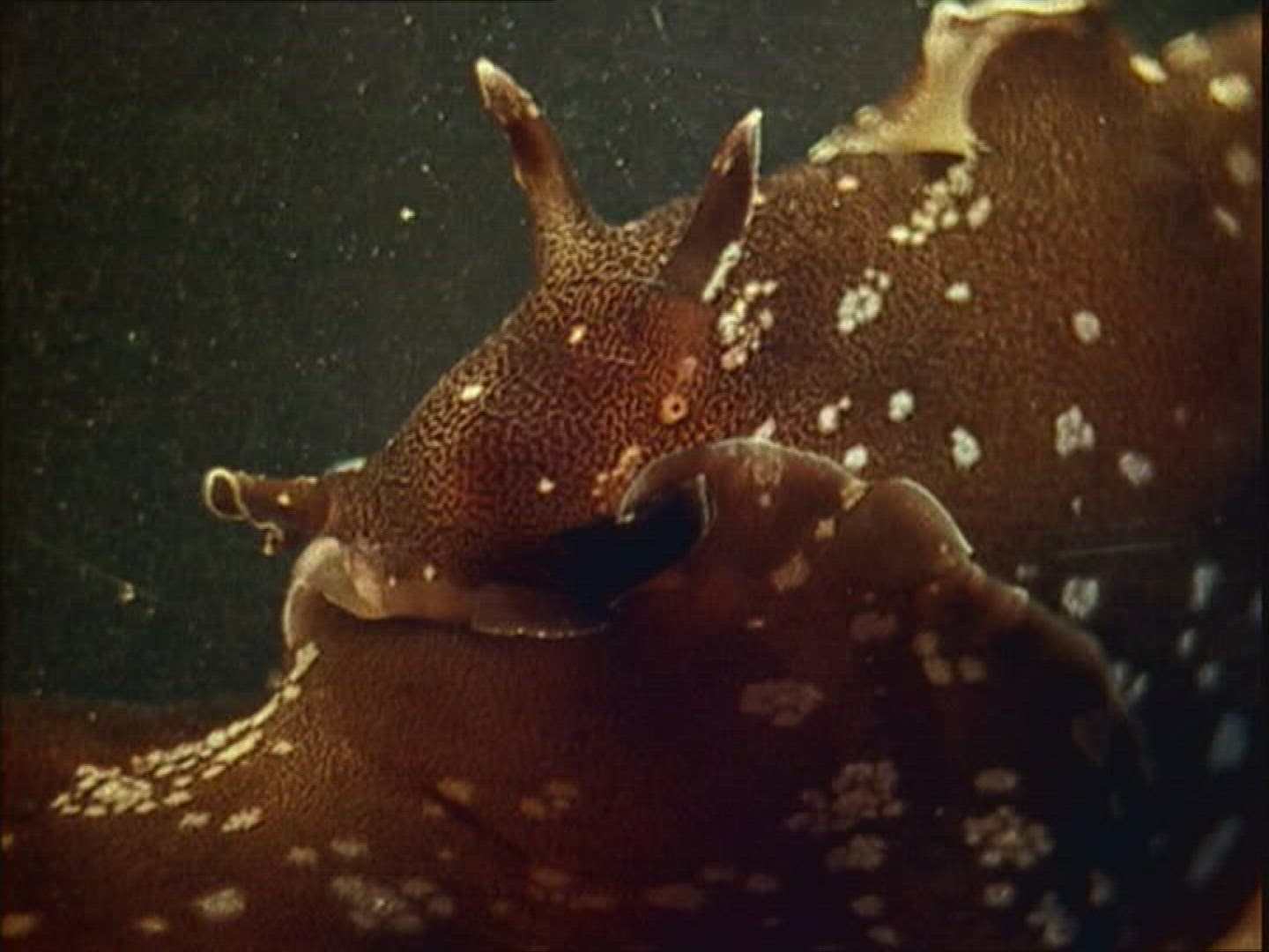 886162551 / Slug / Port-Cros / Mediterranean Sea