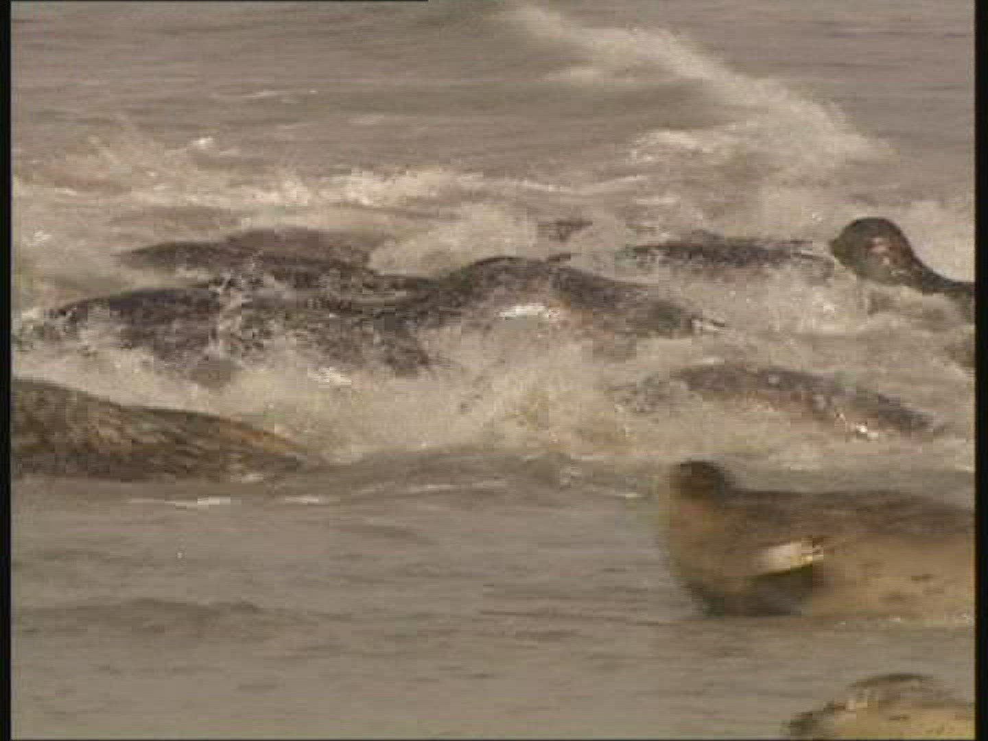 883642175 / Common Seal / Injury / Helgoland / Germany