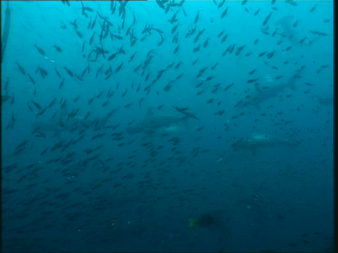 333413817 / Shark / Galápagos