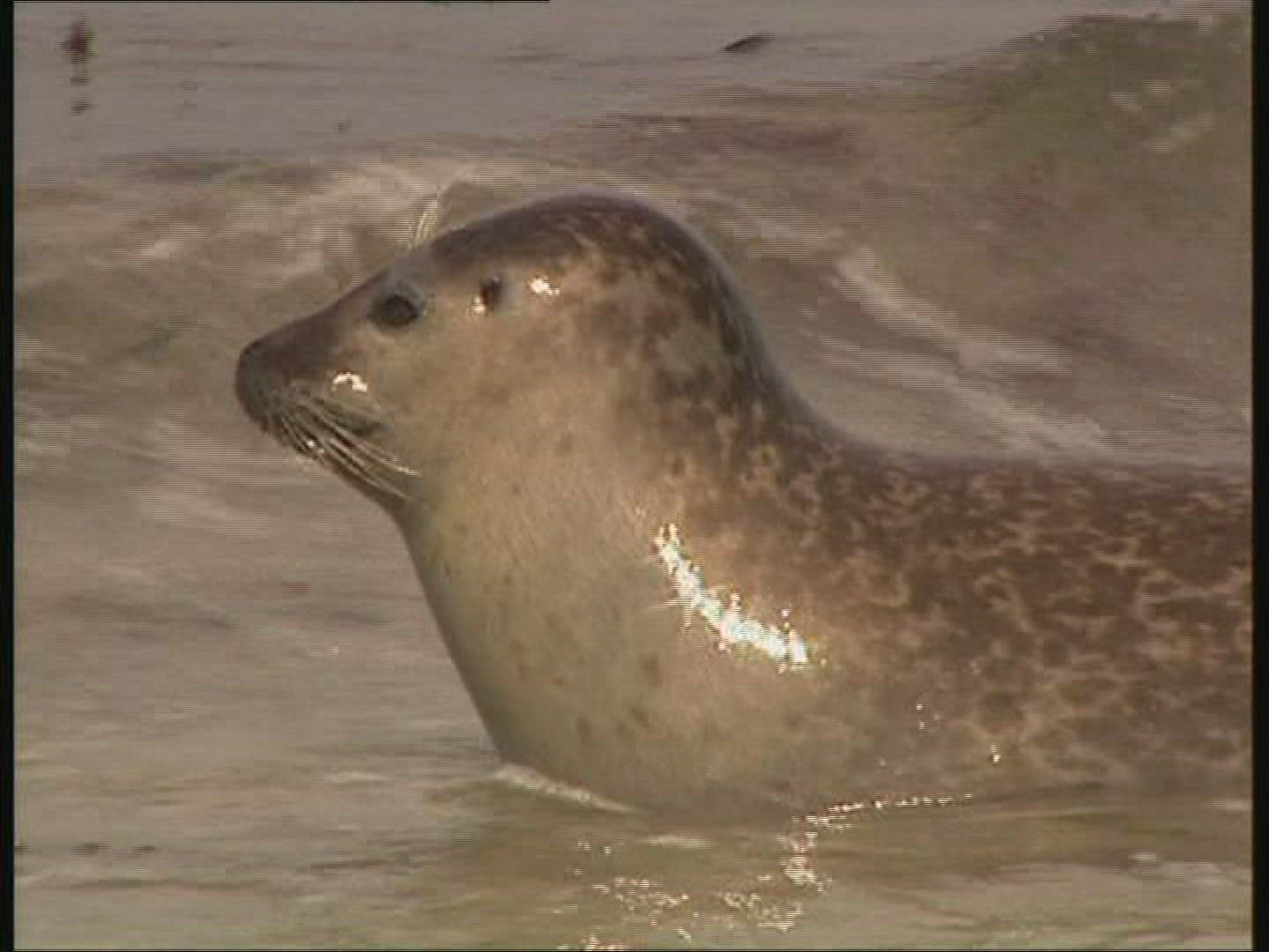 807062391 / Common Seal / Helgoland / Germany