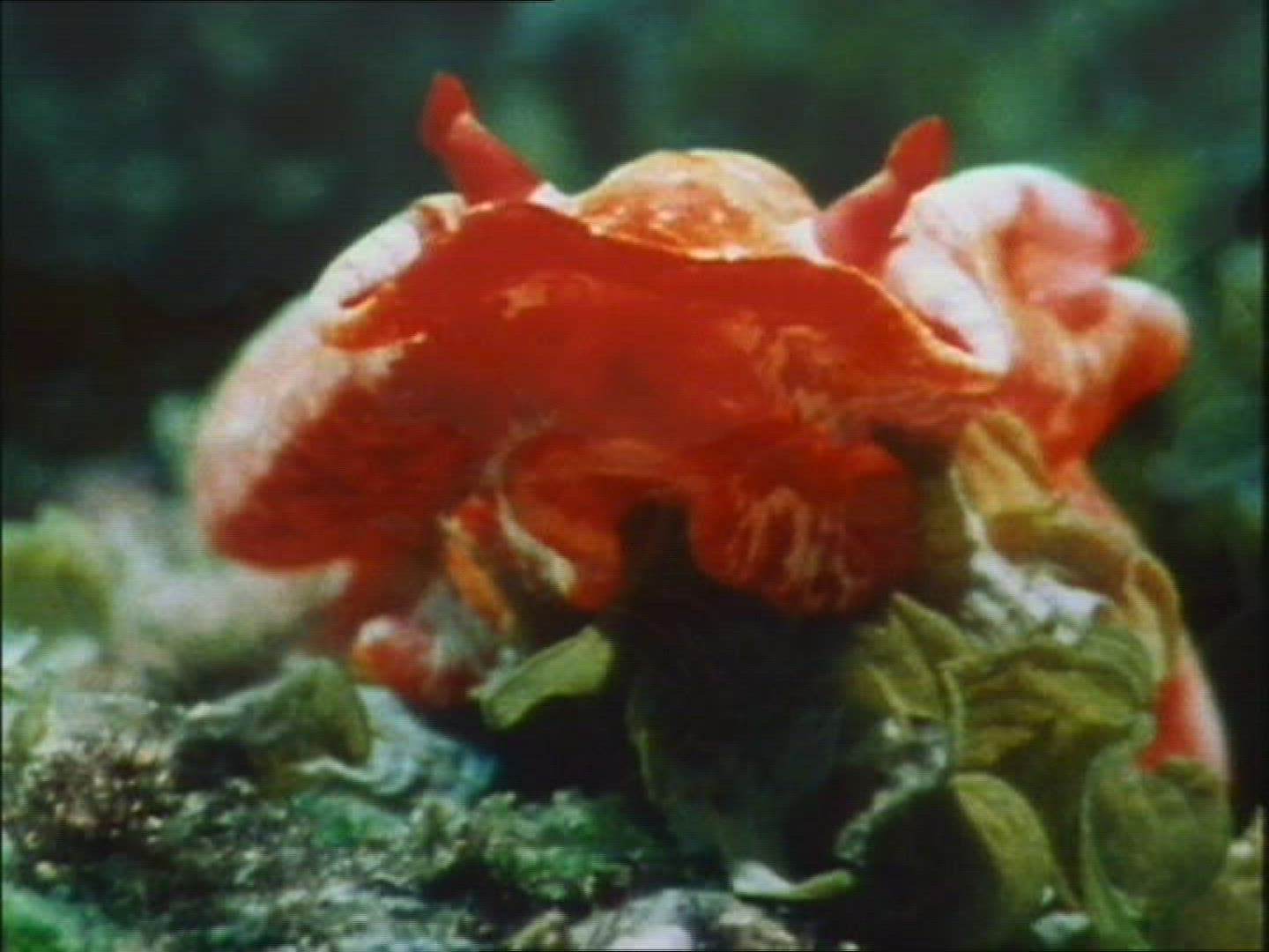 262818089 / Slug / Pacific Ocean