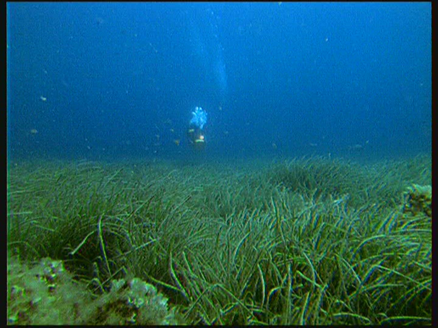158549853 / Seagrass / Port-Cros / Mediterranean Sea