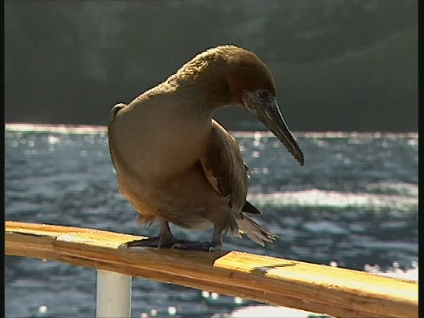 216959552 / Bird / Galápagos