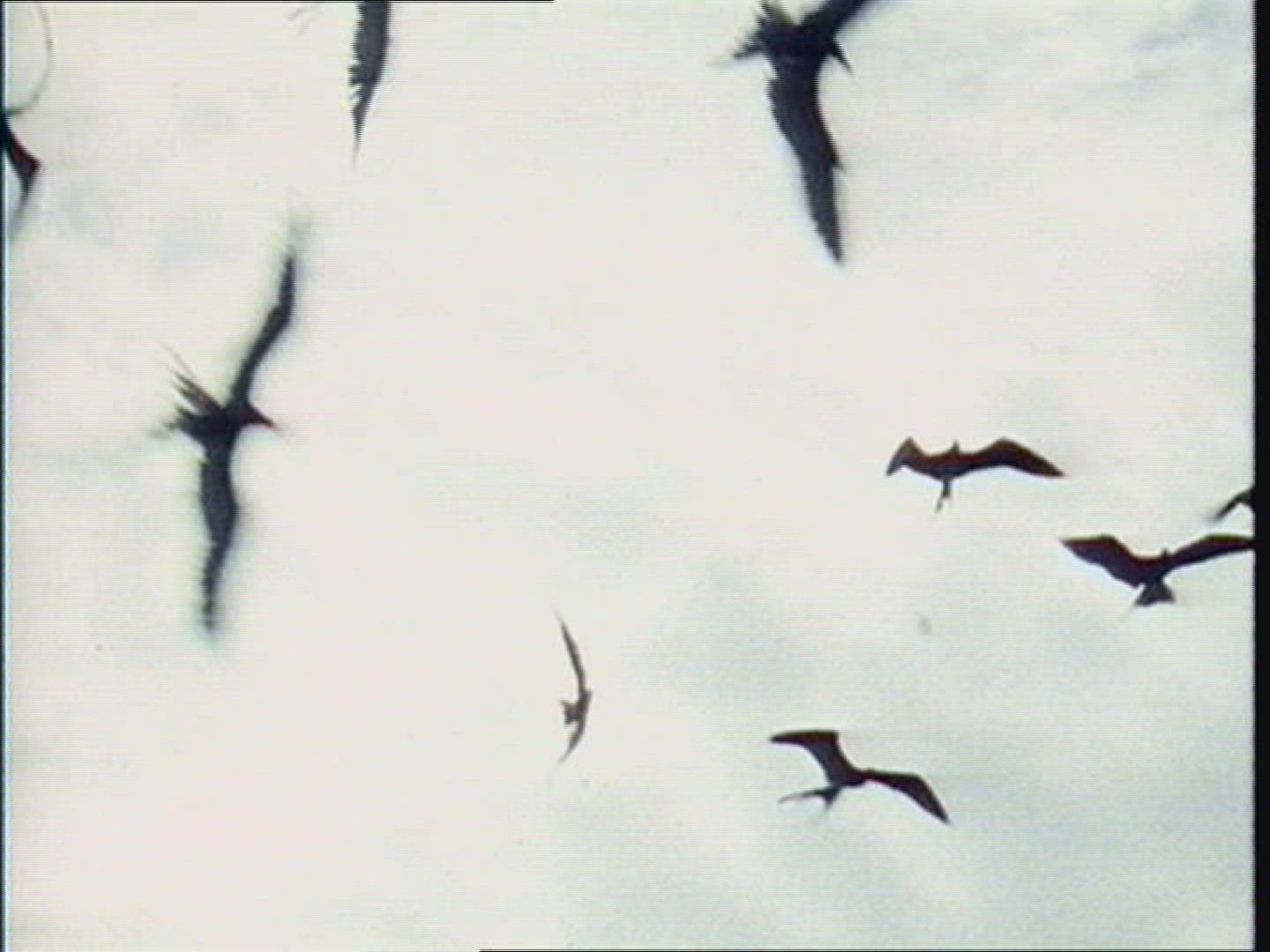 359197680 / Bird / Galápagos