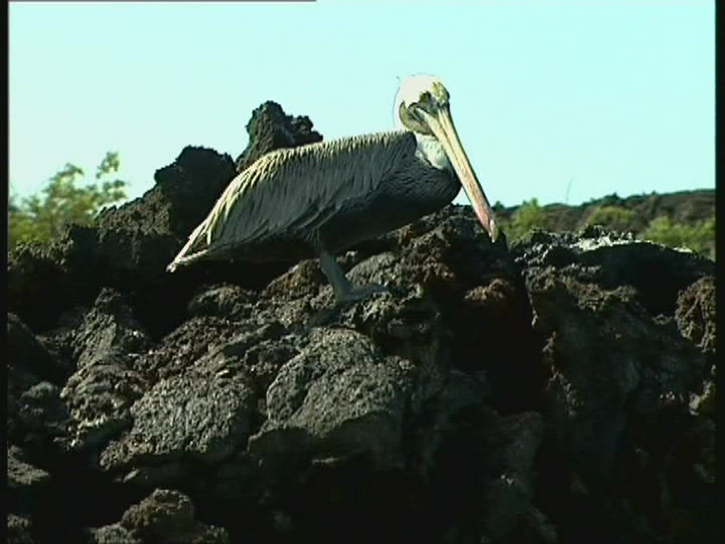 386595038 / Bird / Galápagos