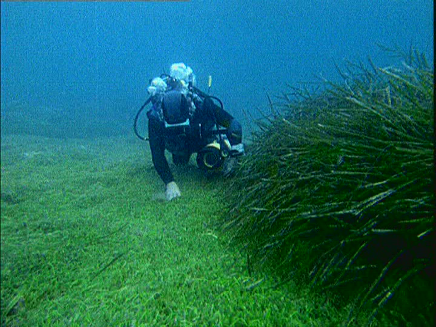 672413377 / Seagrass / Port-Cros / Mediterranean Sea