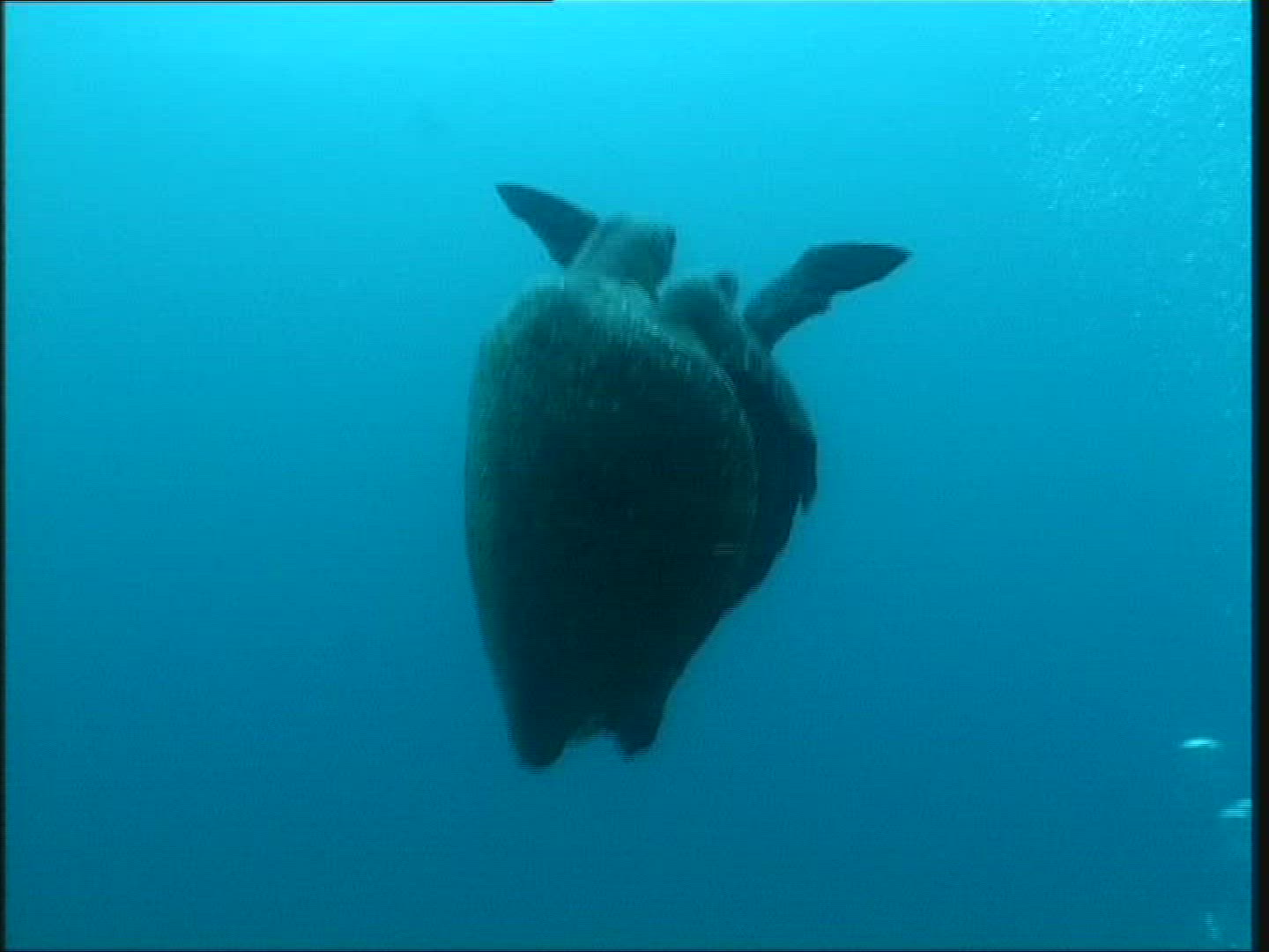 306266736 / Sea Turtle / Galápagos