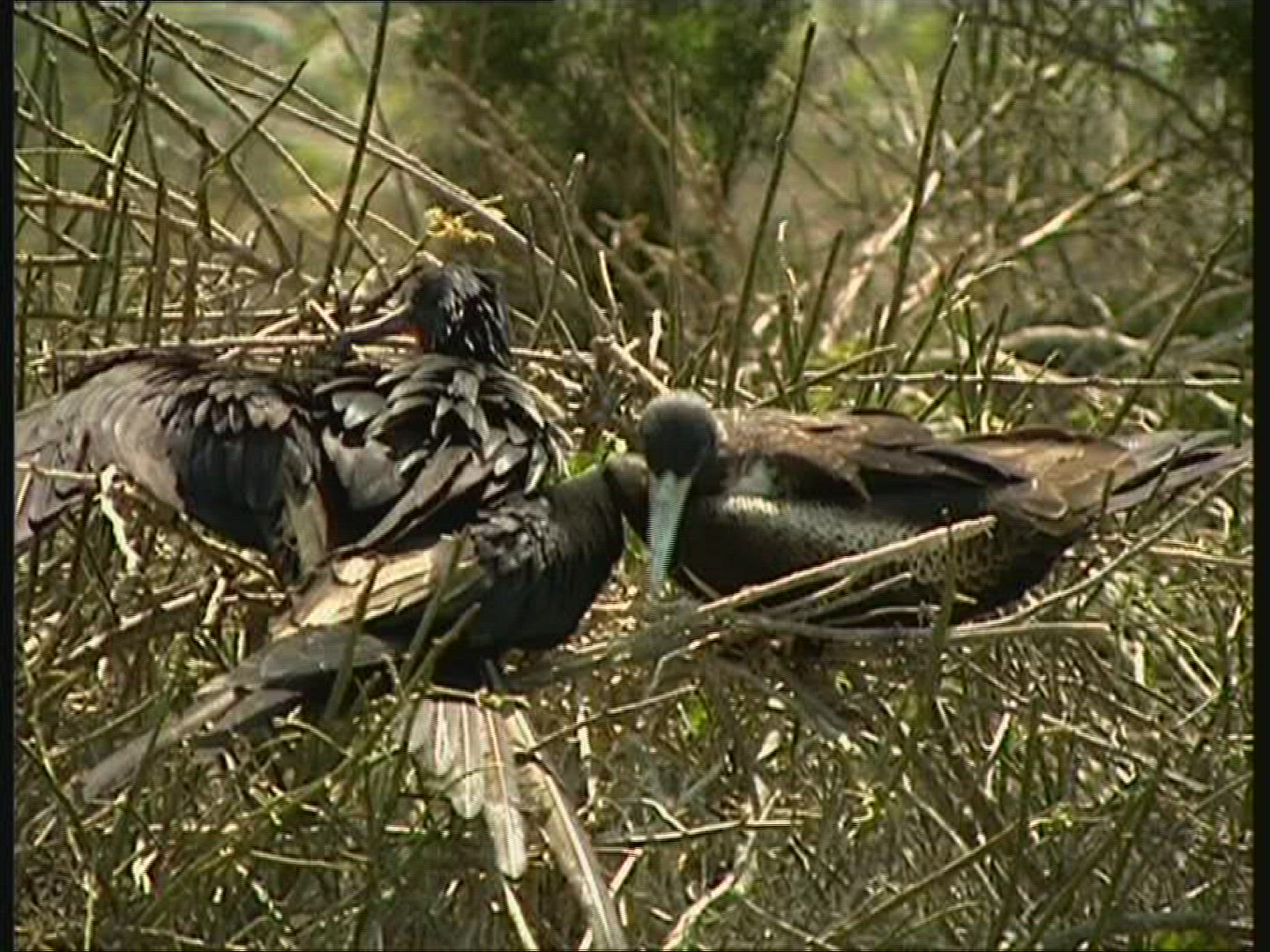 472692208 / Bird / Galápagos